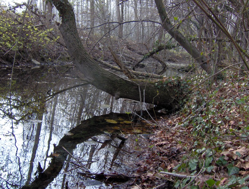 Il Bosco di S. Anselmo (con aggiornamenti)